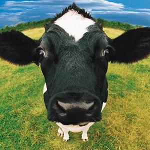 Team Page: AgriBowlers